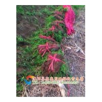 供應(yīng)狗牙根 早熟禾 高羊茅 黑麥草 草坪種子 草種，草坪，草皮