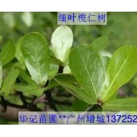 出售小葉欖仁苗，粉花山扁豆苗，盆架子苗，細(xì)葉欖仁苗