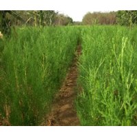 由于土地到期 低價(jià)處理20萬地栽側(cè)柏