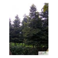 供應(yīng)楨楠 苗圃楨楠
