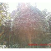 供精品丹桂 12-15精品樹冠