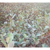 供應(yīng)榿木苗木