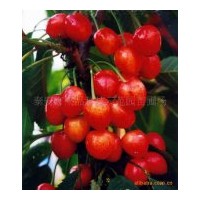 供應(yīng)各種果樹苗木、林木苗、綠化苗木