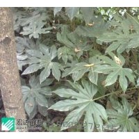 供應規(guī)格在30-40-60cm的八角金