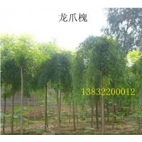 供龍爪槐|刺槐|香花槐