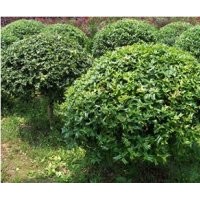 低價(jià)苗木火棘高度：30-40公分