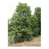 出售3-10公分小葉香樟 量大 3萬株