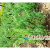 供應(yīng)側(cè)柏苗，扁柏苗,側(cè)柏,扁柏，嫁接龍柏用苗。