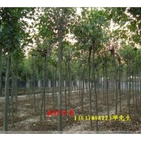 大量供應(yīng)大葉女貞 大小葉梔子花，各種含笑，意楊,臘梅，紅梅