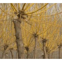 供(高）矮接、金葉槐、金枝槐、金葉榆、底接金葉榆、龍爪槐