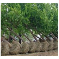 長(zhǎng)期供應(yīng)5-50公分銀杏樹