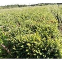 出售綠化小苗：云杉、新疆楊、普通楊、北京楊、垂柳、杜松等
