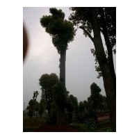 請到湖南益陽移植香樟基地來購買香樟