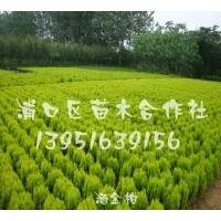 供雪松，香樟，紫薇，廣玉蘭等