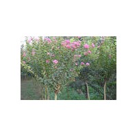 供應(yīng)紫薇