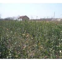 大量供應側柏、北海道黃楊