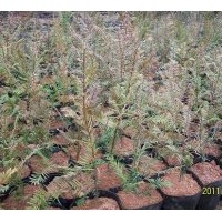 供紅豆杉 竹柏盆苗及木荷 馬褂木 杜英 紫薇芽苗