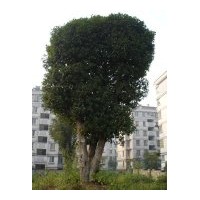 出售特大丹桂一棵 開紅花