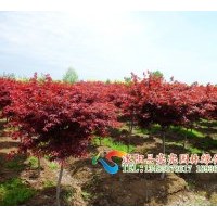 供應(yīng)紅楓，美國紅楓，日本紅楓，嫁接紅楓，五角楓 ，三角楓
