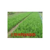 供應(yīng)側(cè)柏，20-50公分側(cè)柏價(jià)格，山西側(cè)柏基地