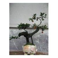 供應(yīng)金彈子盆景，羅漢松盆景，銀杏盆景
