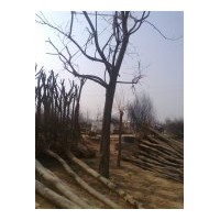 供應(yīng)10-30公分法桐