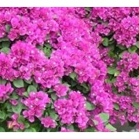 供應(yīng)三角梅 大量批發(fā)三角梅