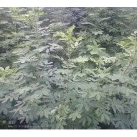 雙夾槐小苗急售！