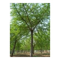 銀杏苗木：銀杏實(shí)生樹，嫁接樹，銀杏葉