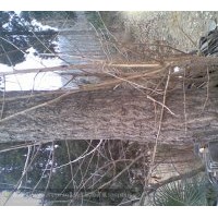 出售銀杏樹--對節(jié)白蠟--湖北省隨州市洛陽鎮(zhèn)