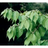 供應(yīng) 金銀木