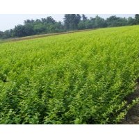 大量供應(yīng)金葉女貞，紅花繼木，灑金珊瑚，夾竹桃