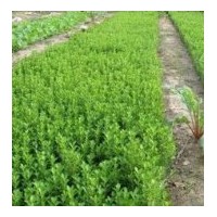 出售：金葉女貞小苗、紅葉小檗小苗、冬青小苗、黃楊小苗等
