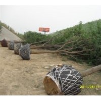 出售國槐樹10-40公分