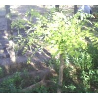 出售矮接金葉槐