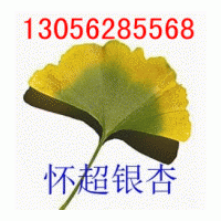 供應(yīng)銀杏樹(shù)