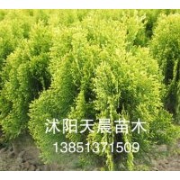 特價(jià)供應(yīng)優(yōu)質(zhì)苗木灑金柏