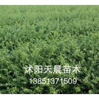 熱銷優(yōu)質(zhì)苗木龜甲冬青球