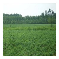 河北曲陽綠源沙地柏苗木