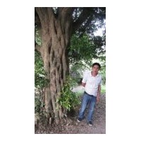 長期供應(yīng)各種規(guī)格八月桂，四季桂、丹桂 章樹 垂柳 鴨腳木 夾竹桃