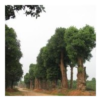 湖南香樟專供各種規(guī)格、特價(jià)、實(shí)惠、移栽骨架香樟……