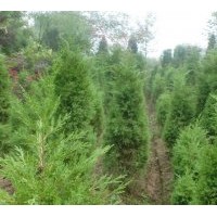 本苗圃常年供應(yīng)蜀檜，龍柏，紅葉石楠，紫薇