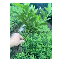 農(nóng)戶價(jià)大量供應(yīng)：杜鵑；紅花繼木 茶梅 金森女貞，小葉女貞，金邊