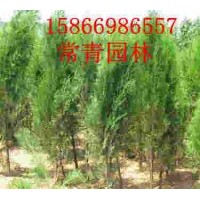 常年出售側(cè)柏苗