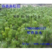 批量供應(yīng)山東臨沂黑松苗