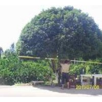 供應15-25cm、4米-6米蓬徑桂花