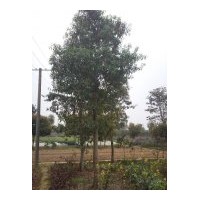 低價直銷：湖南杜英、杜英樹