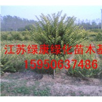 江蘇金葉女貞直銷基地