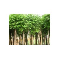 供應(yīng)火炬樹