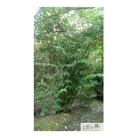 供應(yīng)成都臘梅 如何購買臘梅 成都低價苗木臘梅